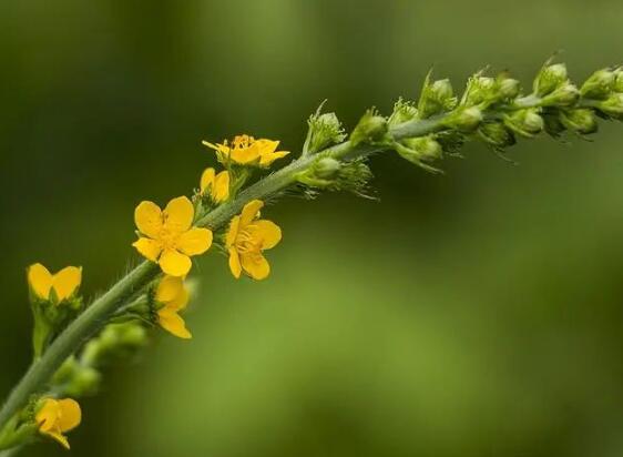 大山里的野货-龙芽草,零成本但一斤能卖30元,赚快钱月入10万+第1张-全球主机测评网