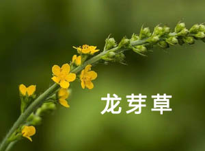 大山里的野货-龙芽草，零成本但一斤能卖30元，赚快钱月入10万+