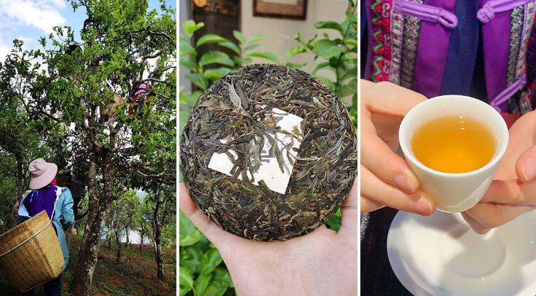 茶叶店靠卖茶叶一年赚上千万?分析他们的生意运营模式~第1张-全球主机测评网